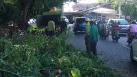 Tim Dinas Perkim tengah melakukan penataan pohon dengan menebang sejumlah pohon ataupun dari pohon yang membahayakan pengguna jalan. dokumen JMSI Kepri